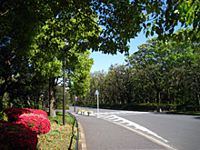 the kitanomaru kouen park